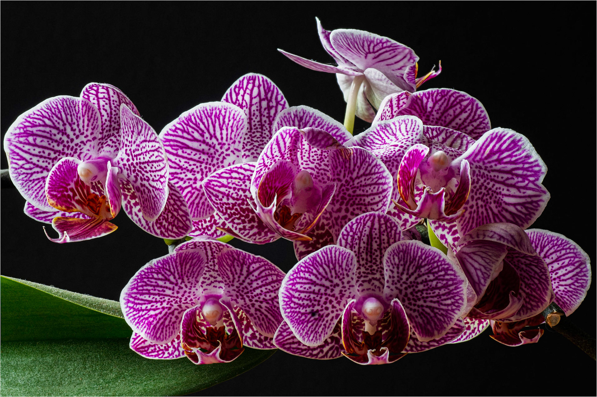 Orchid 01
