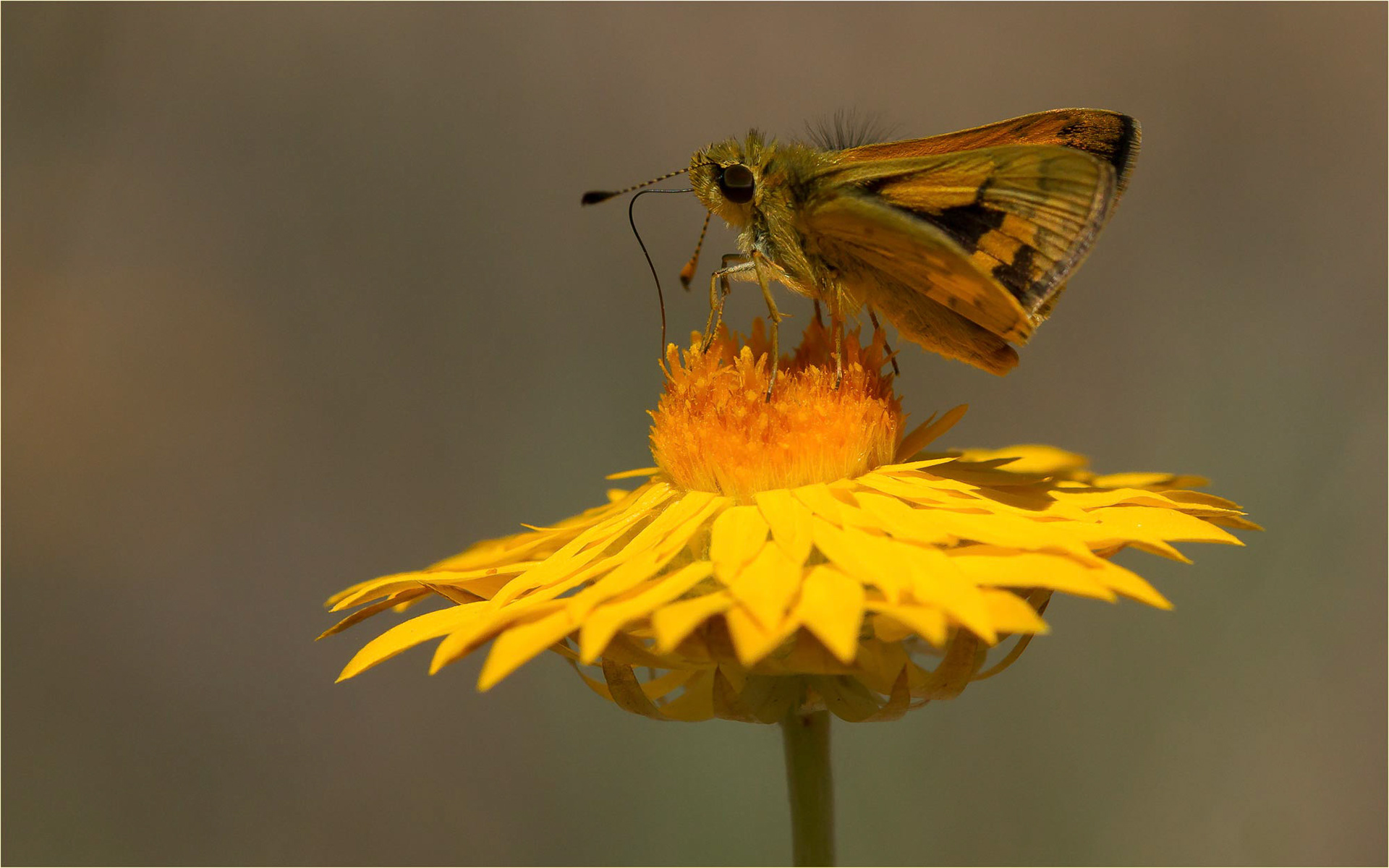 Skipper on Giolden paper daisy