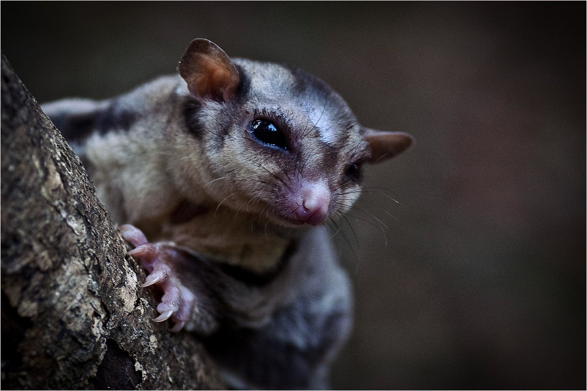 Adult sugar glider
