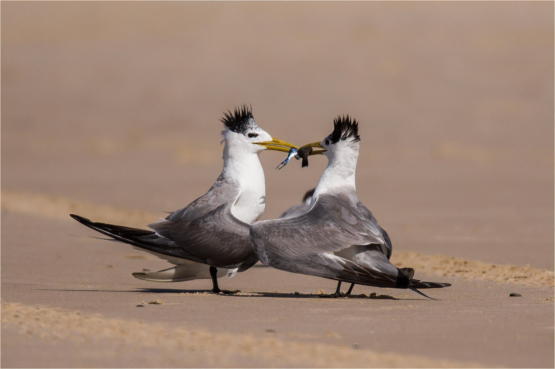 Terns comparing catch