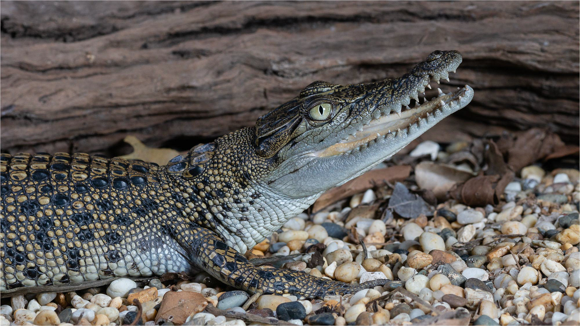 Juvenile saltwater crocodile 01