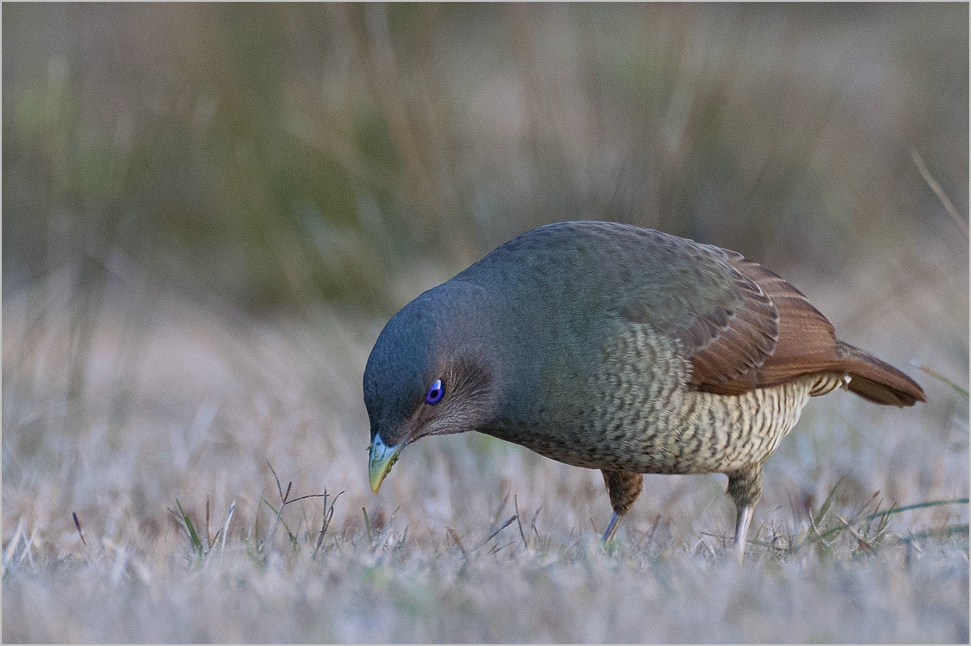 Female Satin bowerbird