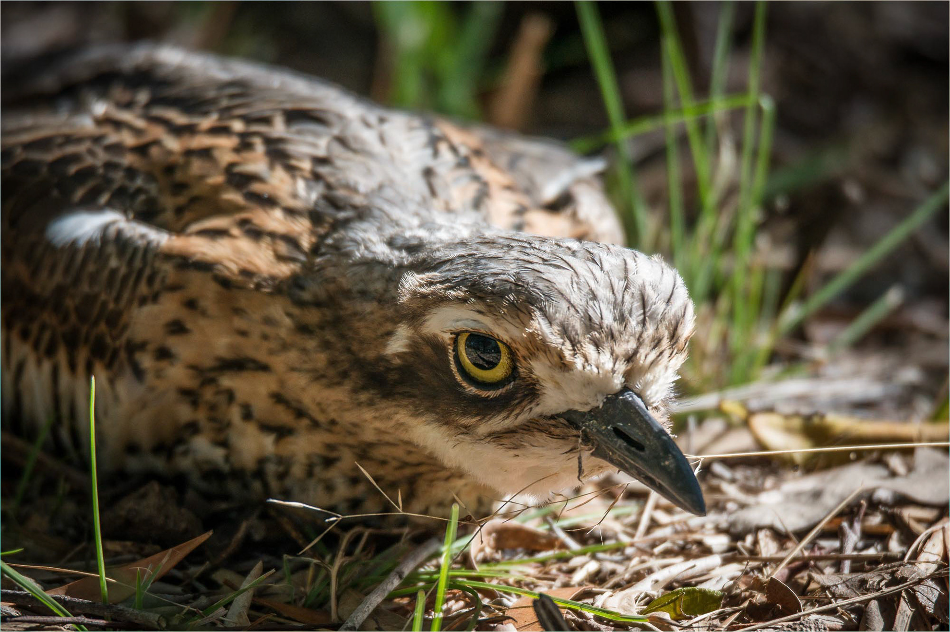 Bush Stone-Curlew in hiding