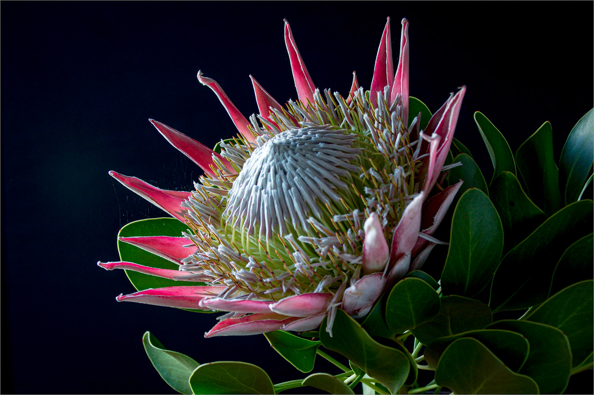 Protea on Black