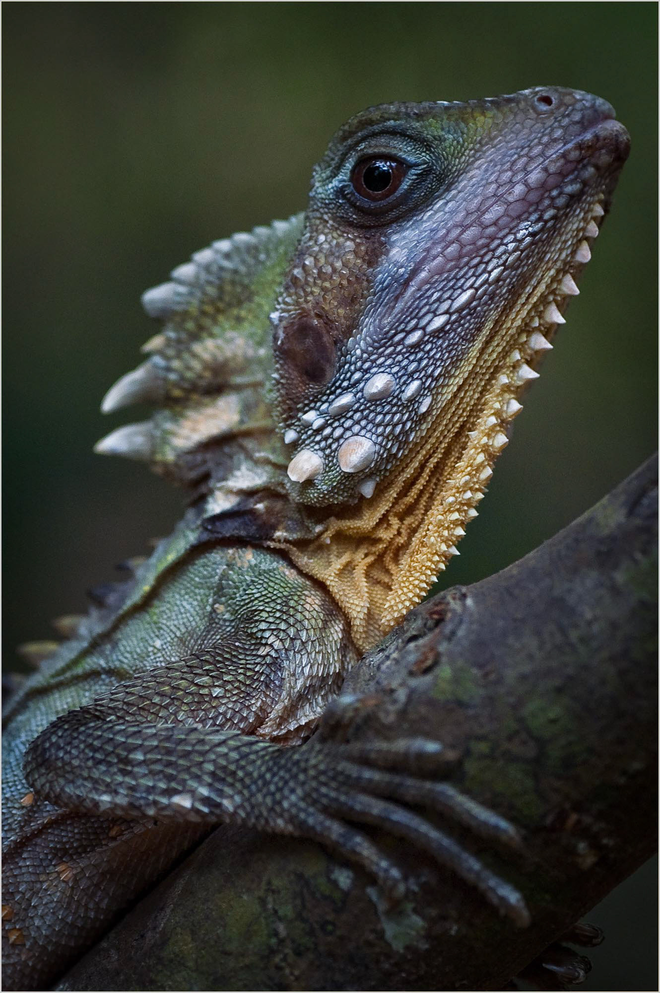 Boyd's Forest Dragon