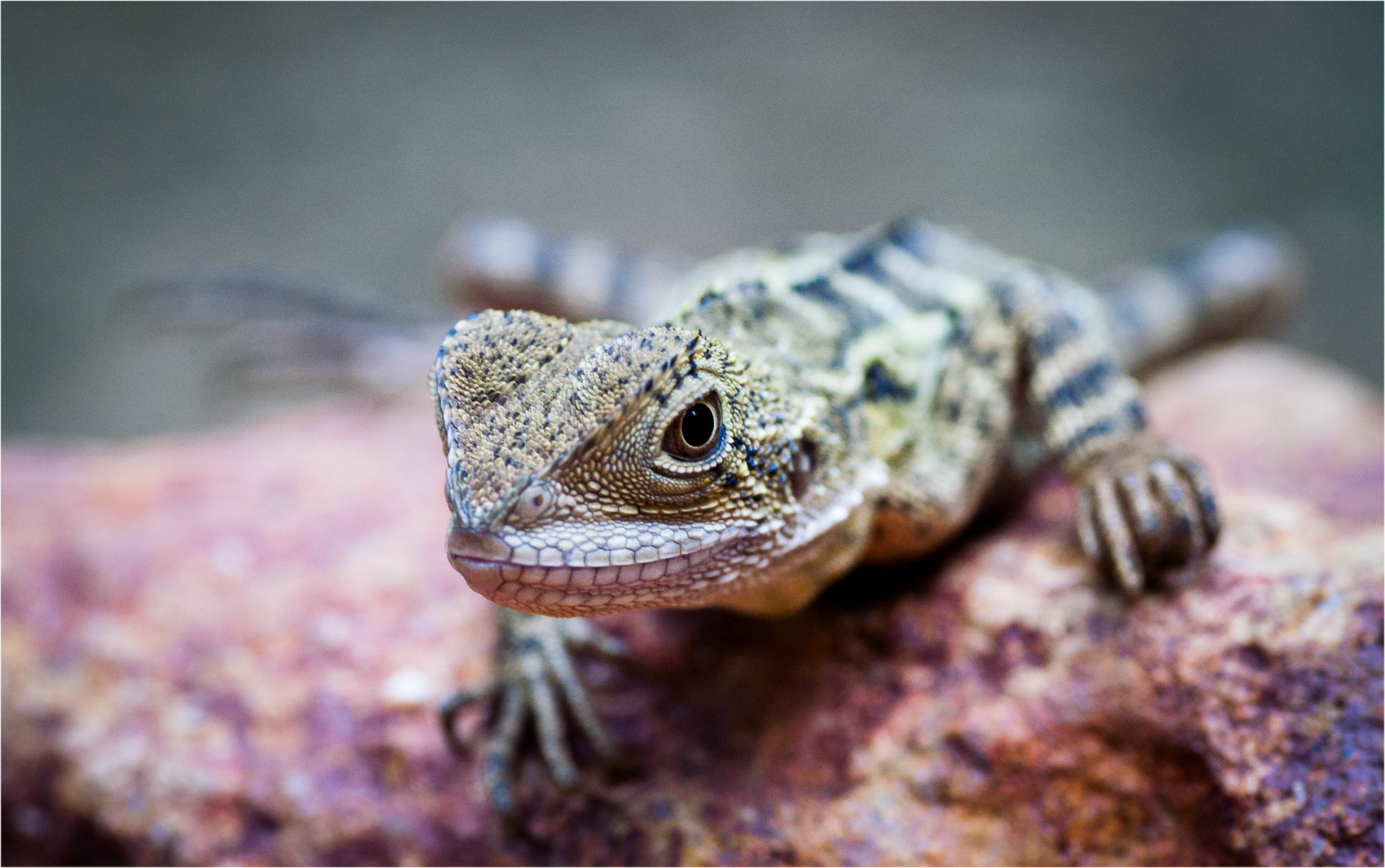 Juvenile Eastern water dragon