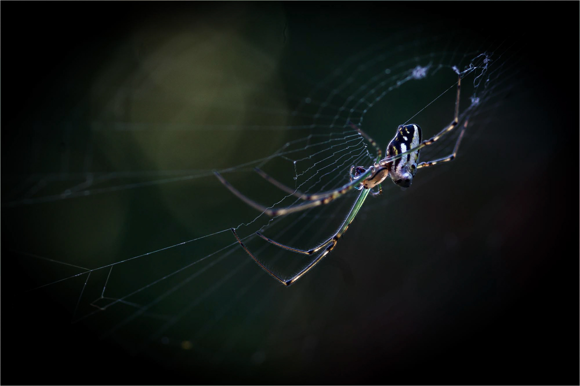 Leucauge granulata making web