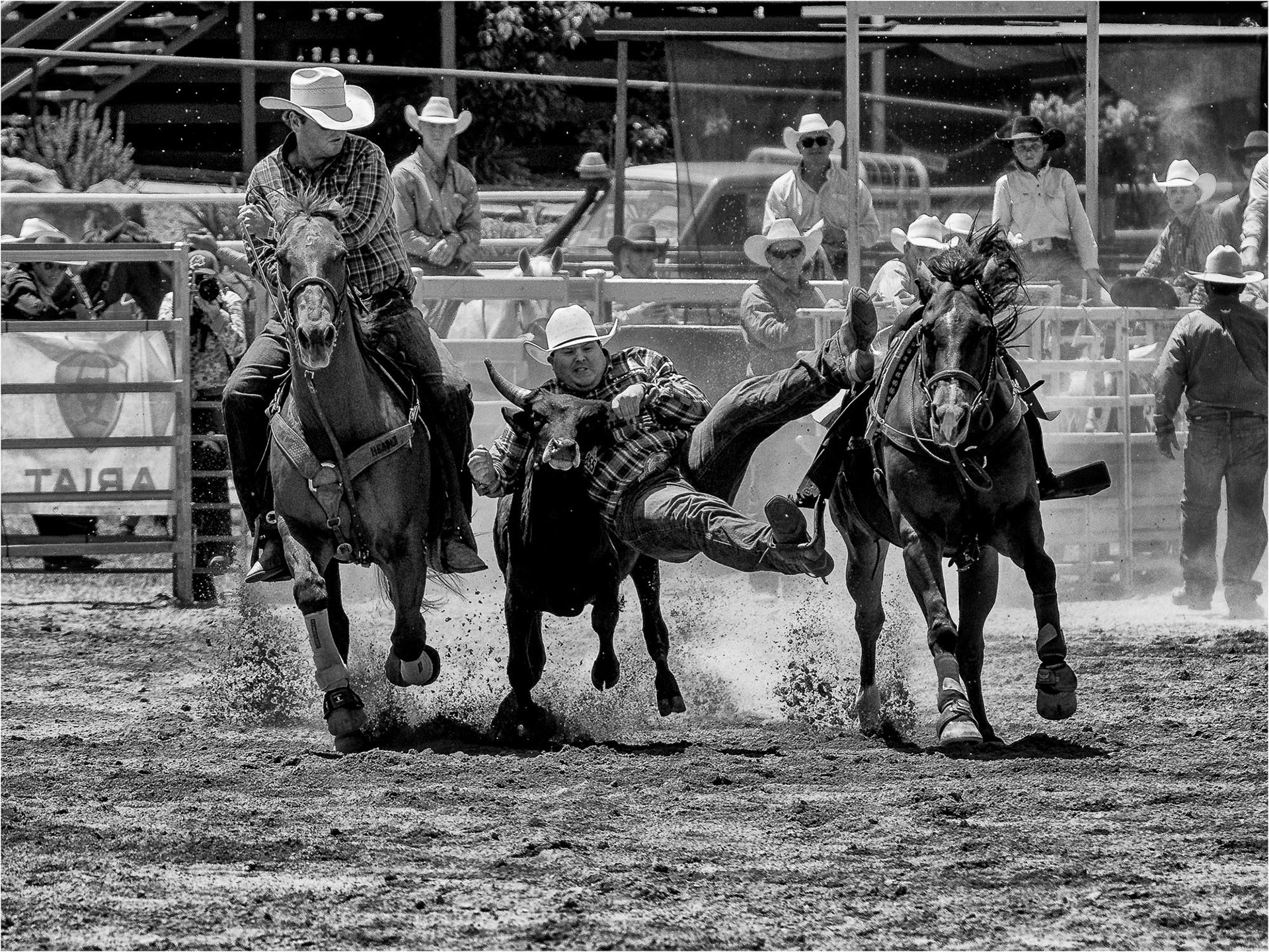 Steer Wrestling 02