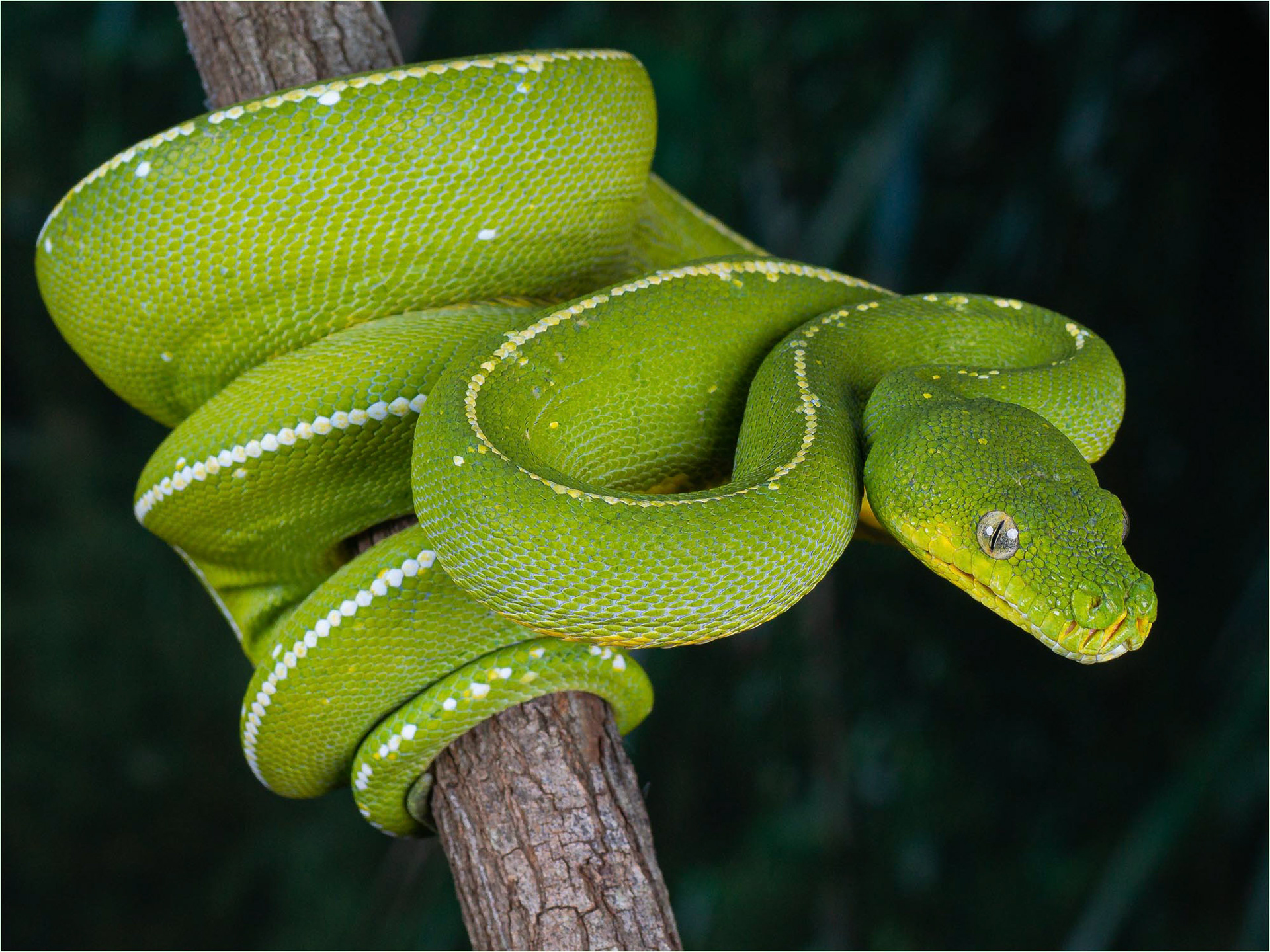Green tree python 01
