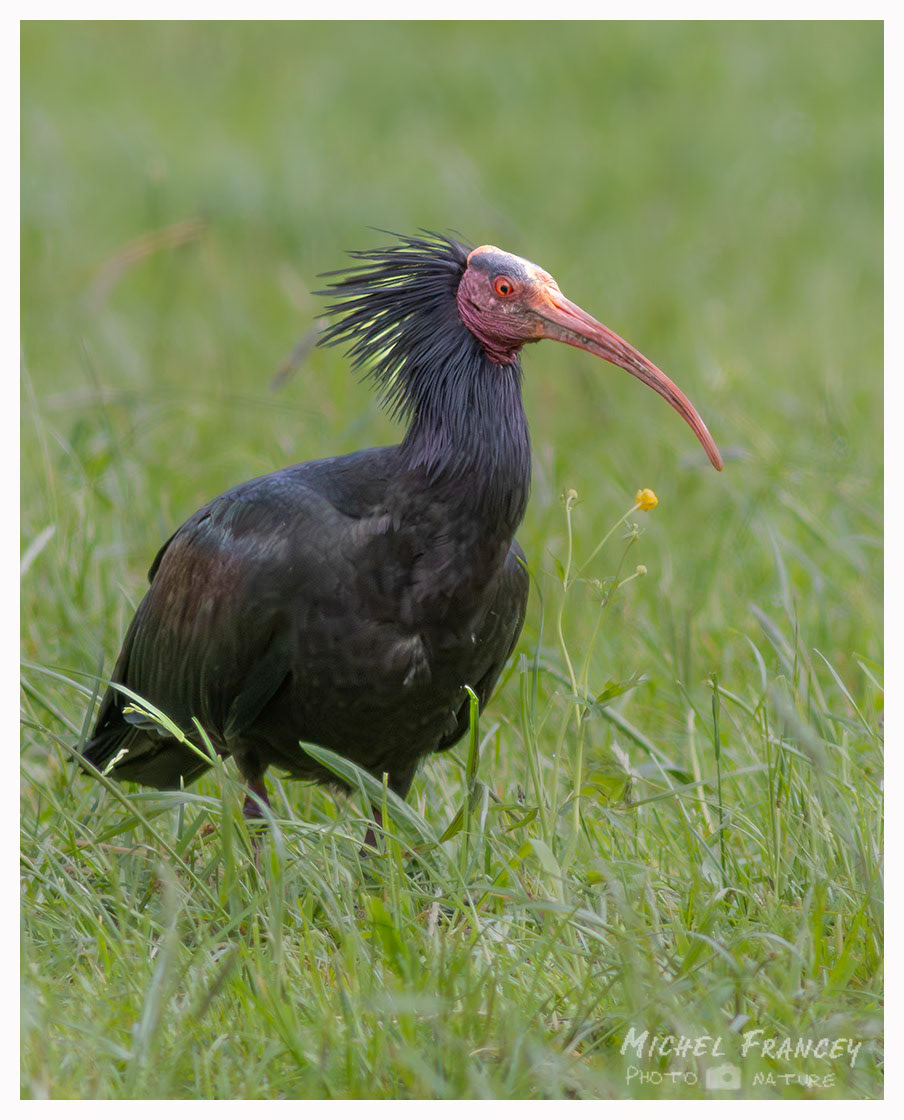 Ibis chauve