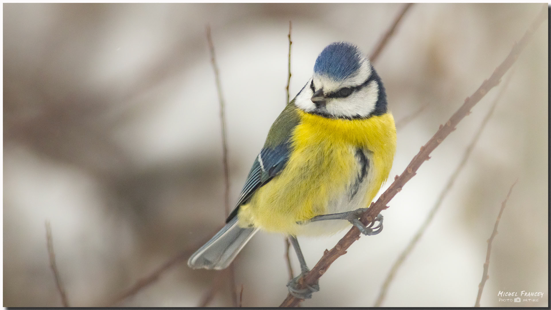 Mésange bleue