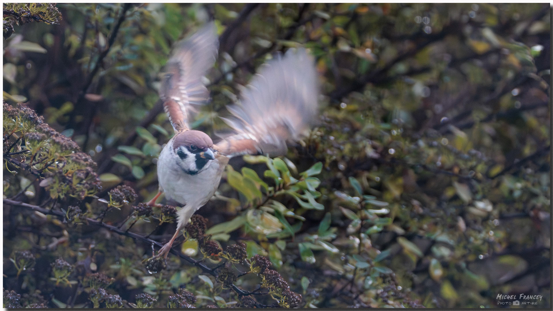 Moineau frisquet