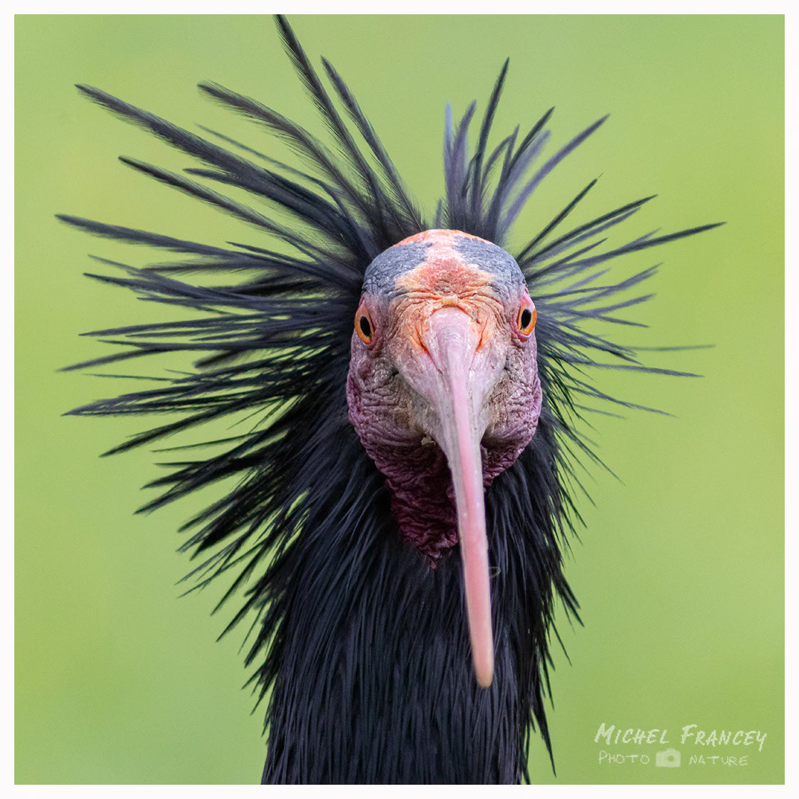 Ibis chauve