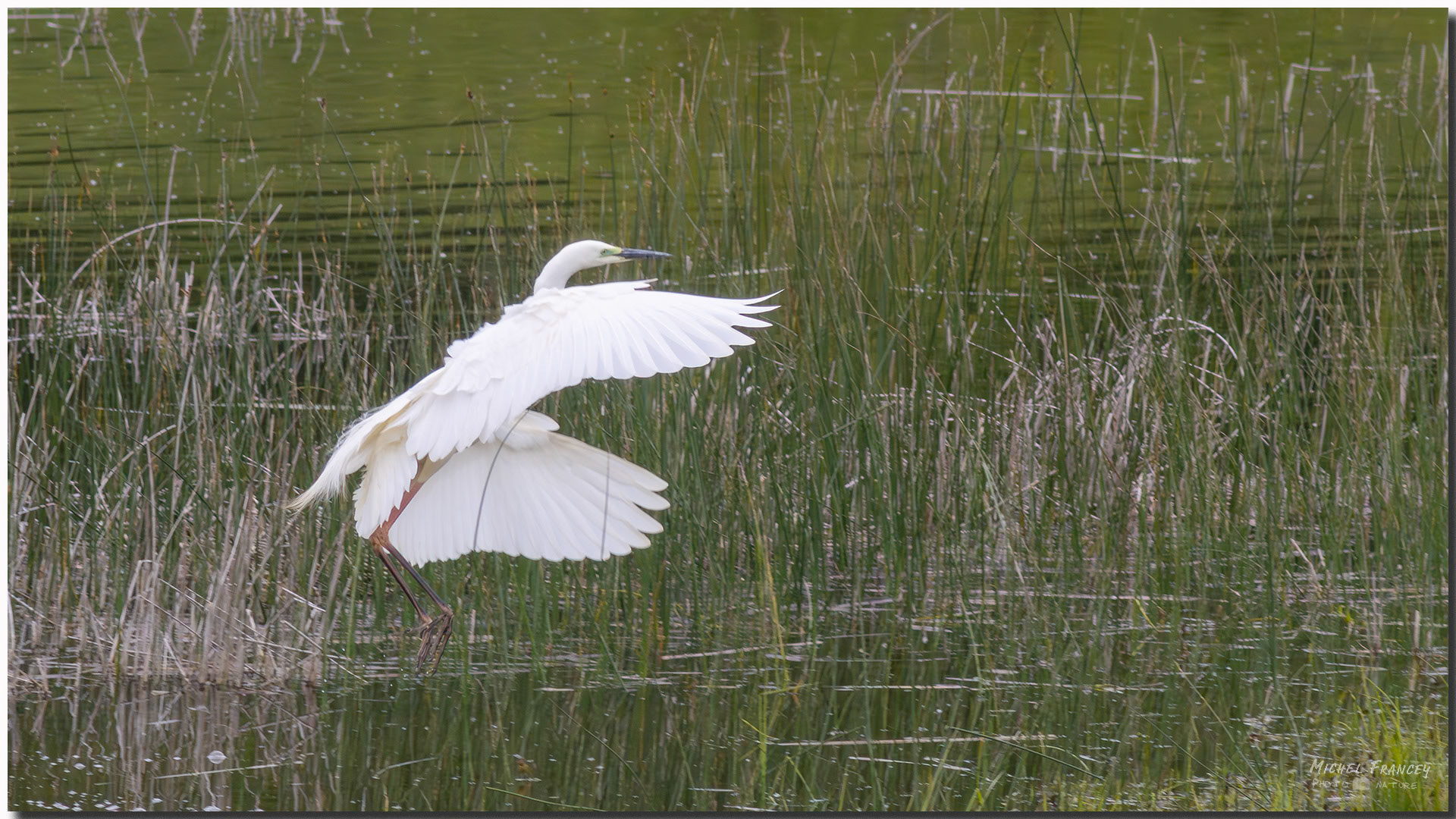 Grande Aigrette