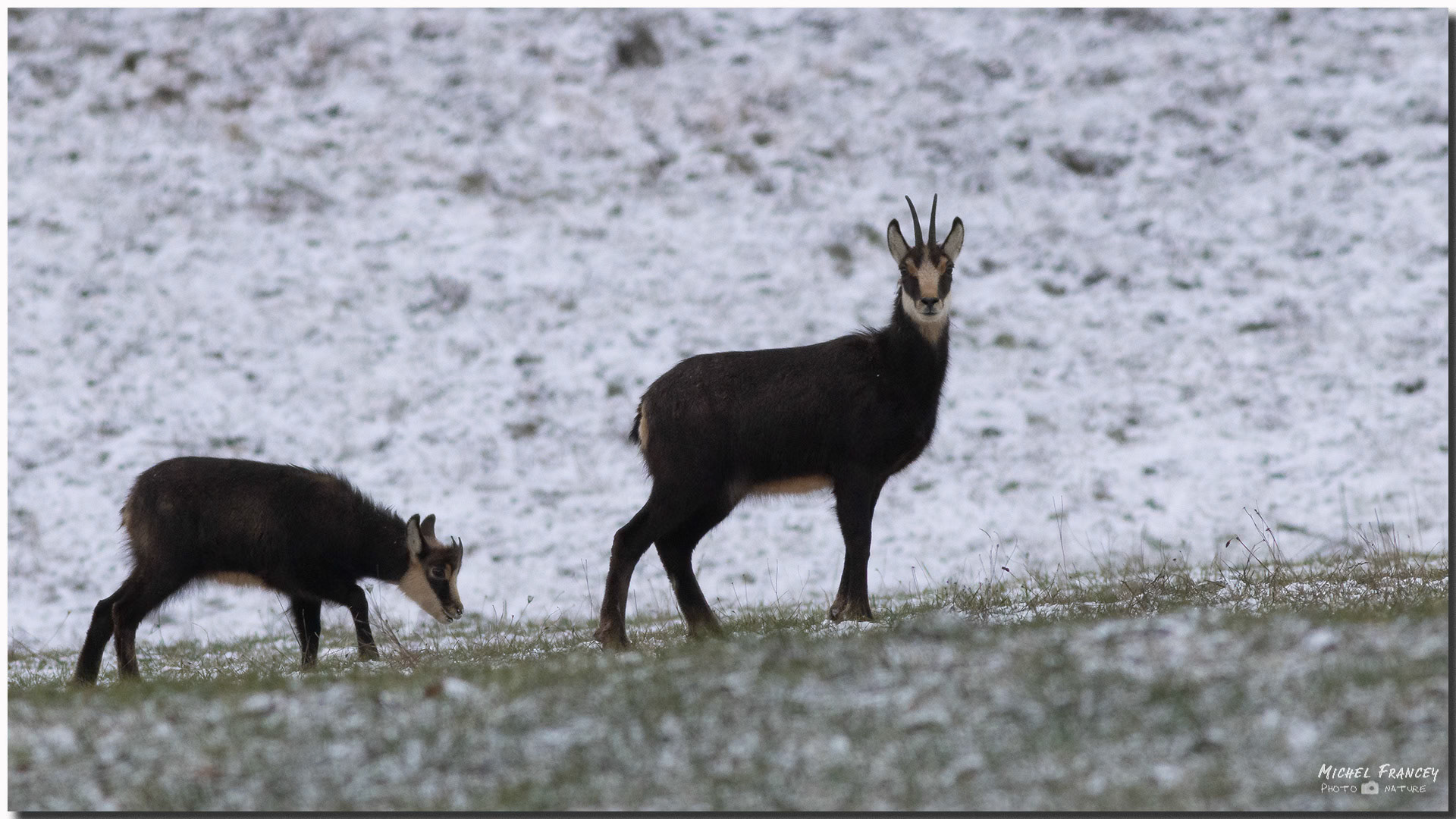 Chamois