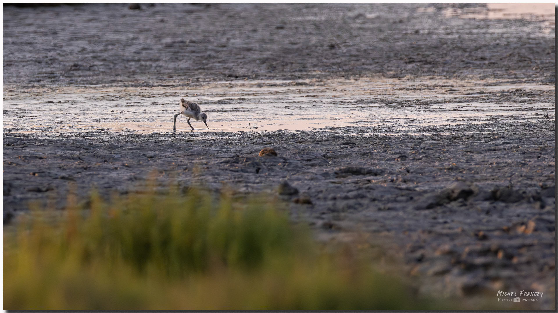 Echasse blanche (poussin)