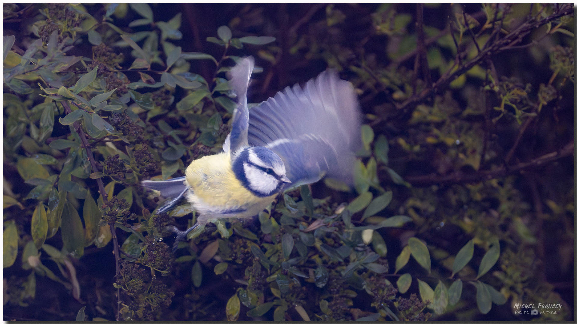 Mésange bleue