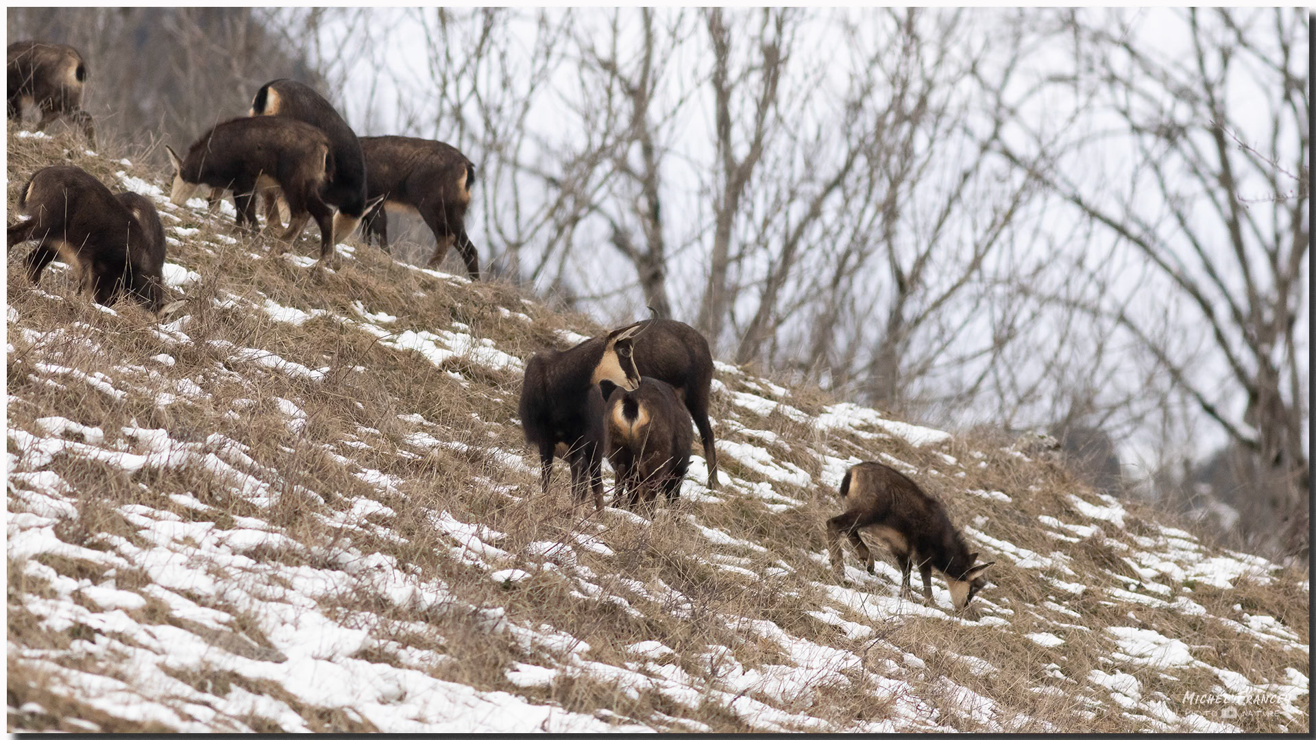 Chamois