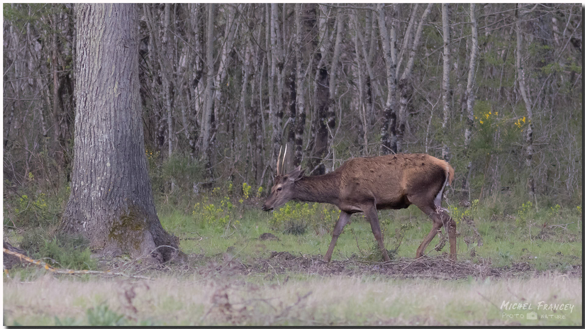 Cerf élaphe (jeune mâle Daguet)