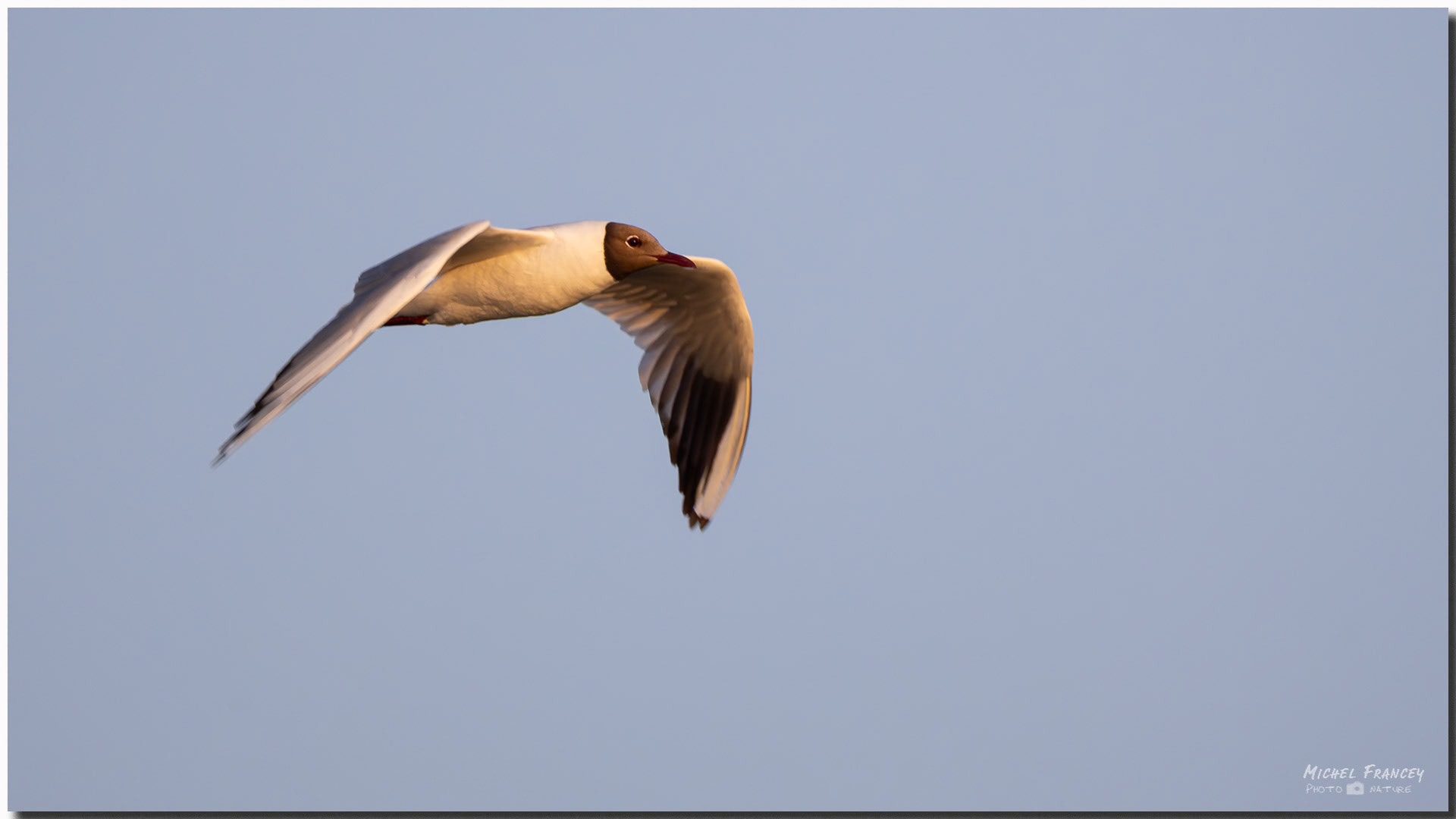 Mouette rieuse