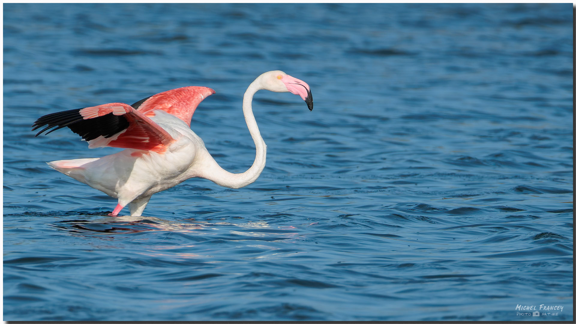 Flamant rose