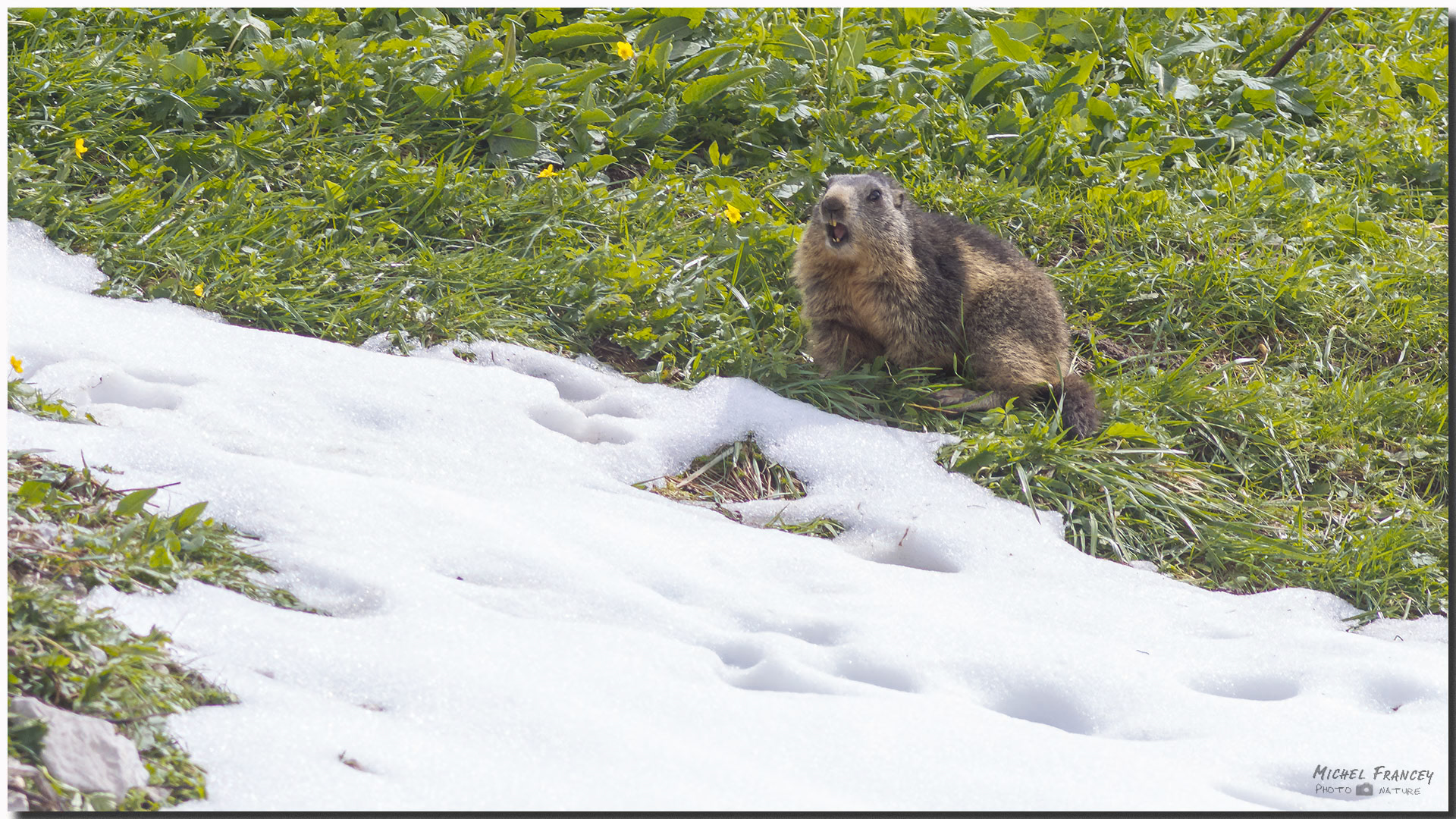Marmotte