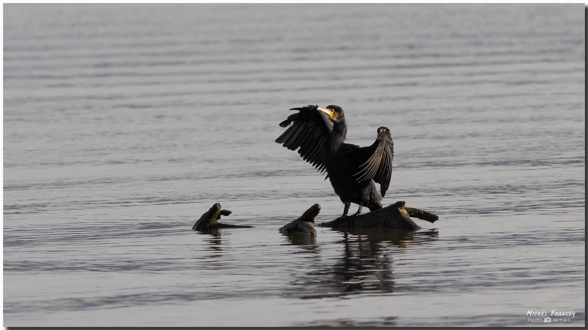 Grand Cormoran