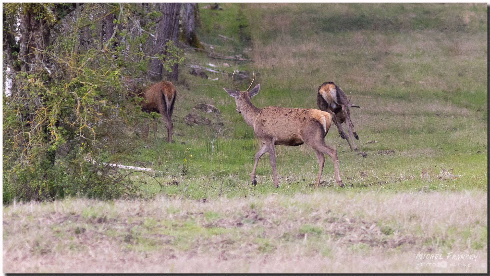 Cerfs élaphes