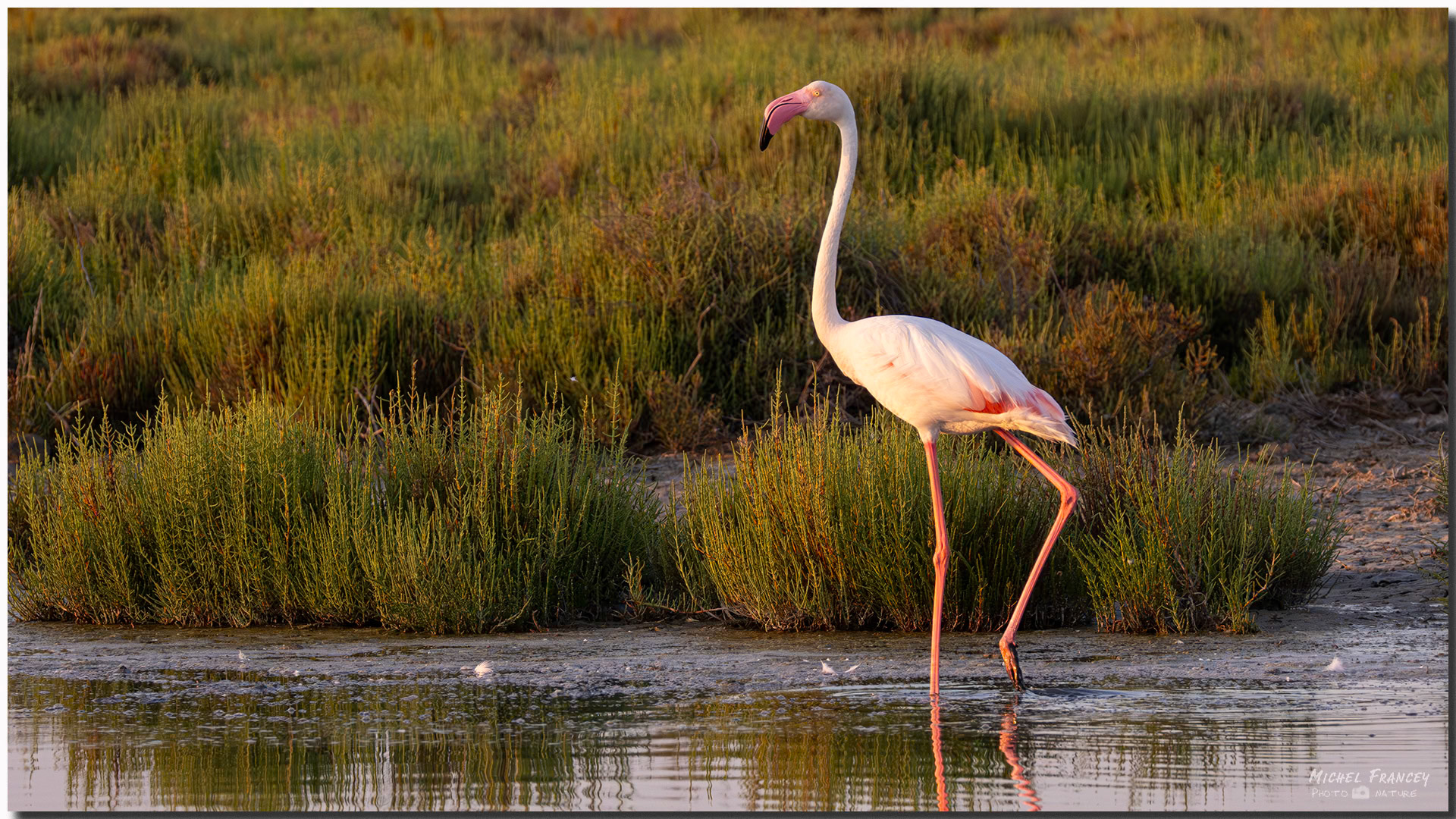 Flamant rose