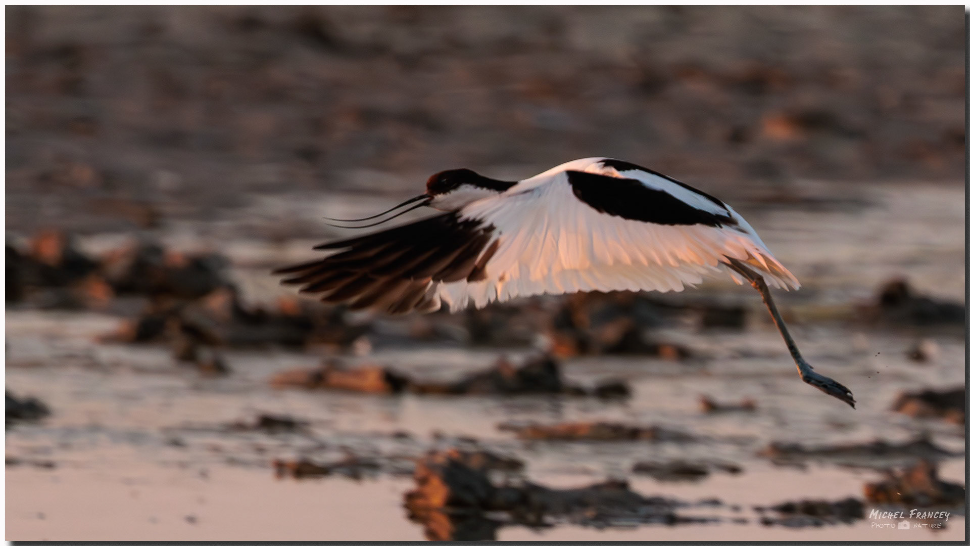 Avocette élégante