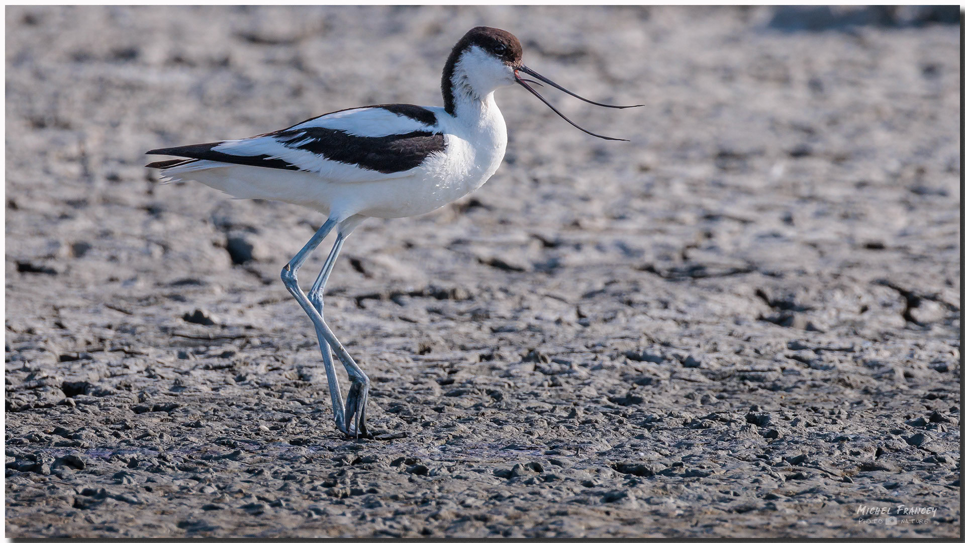 Avocette élégante