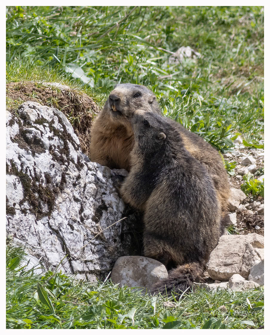 Marmottes