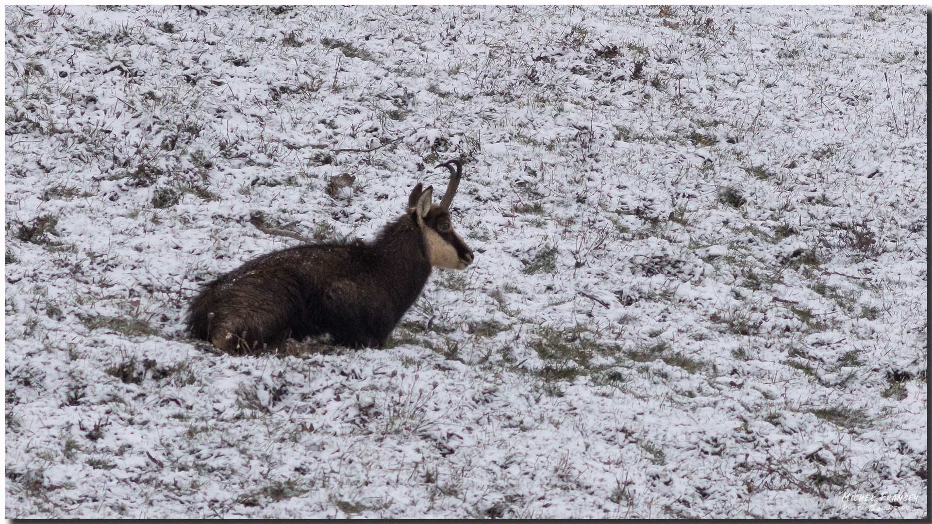 Chamois