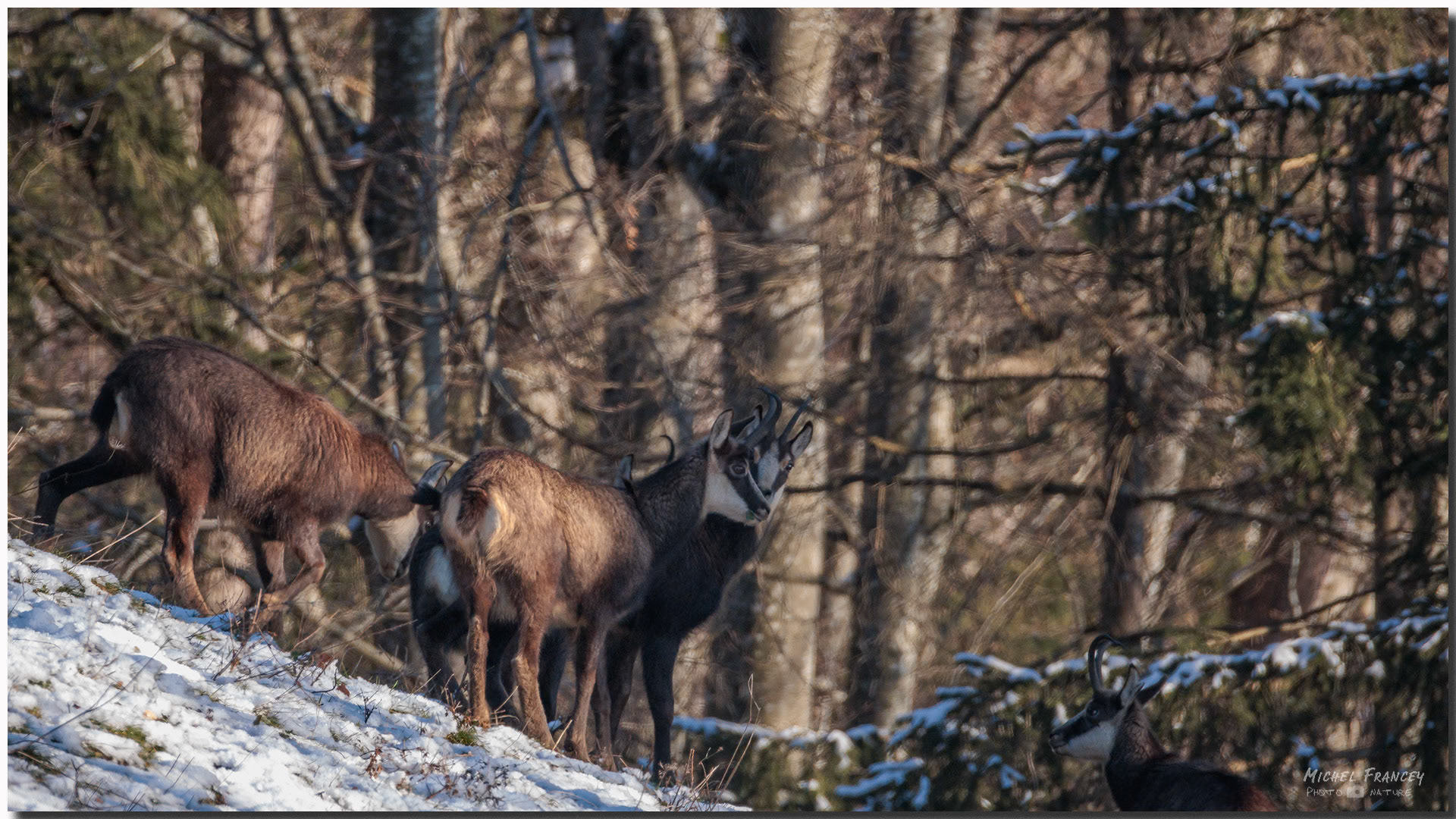 Chamois