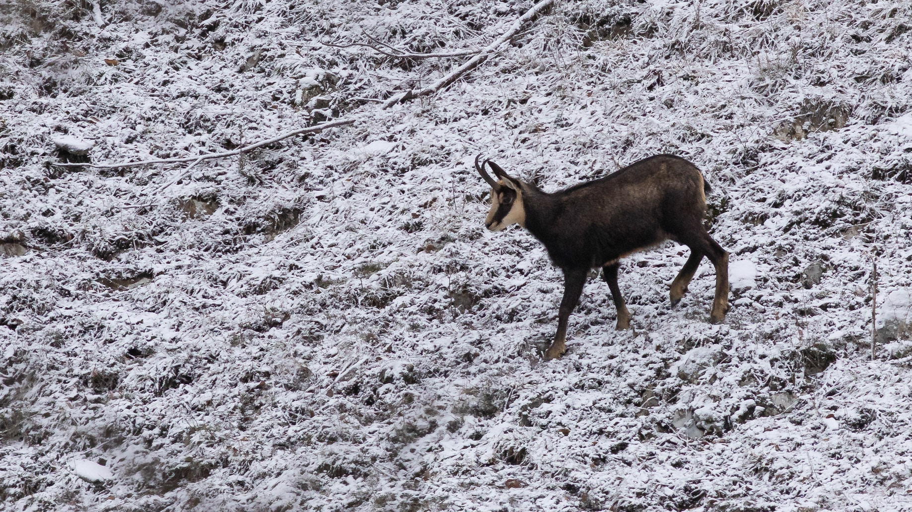 Chamois