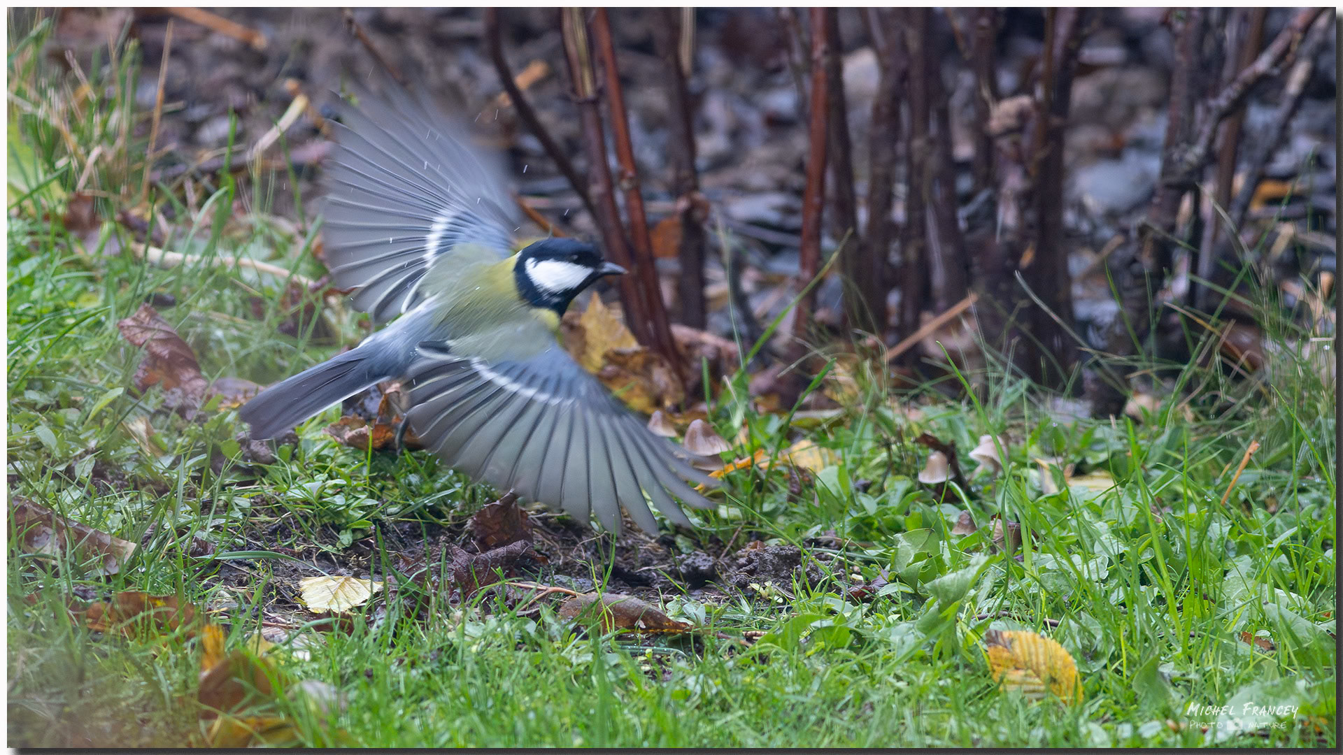 Mésange Charbonnière