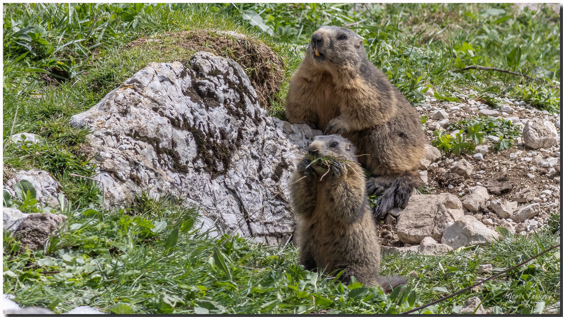 Marmottes