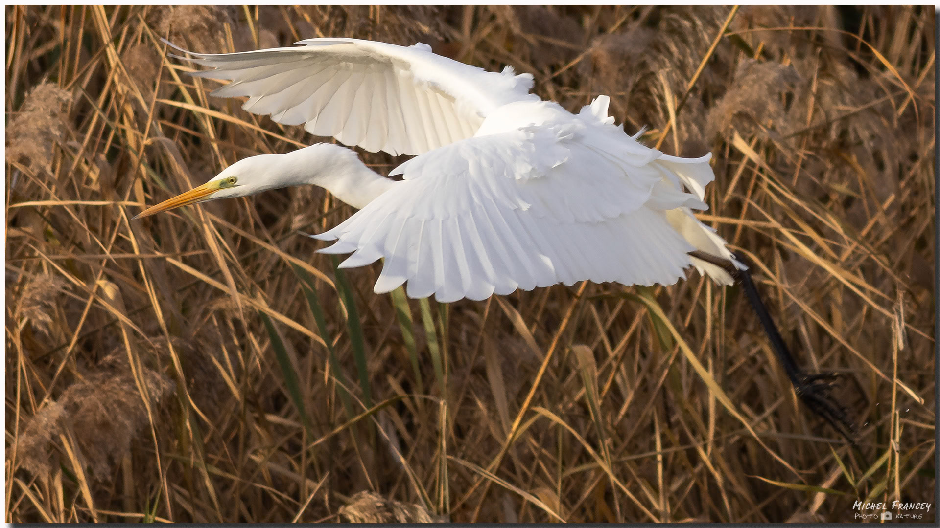 Grande Aigrette