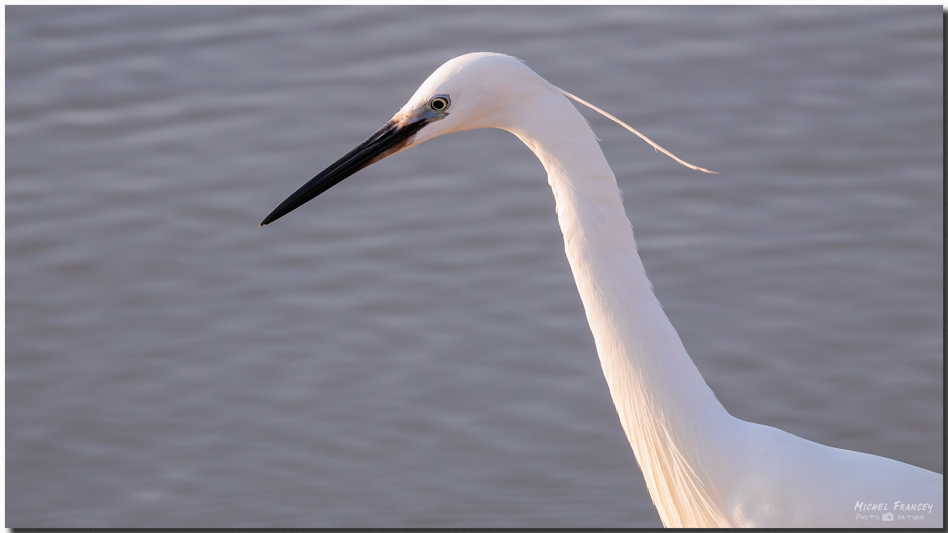 Aigrette garzette