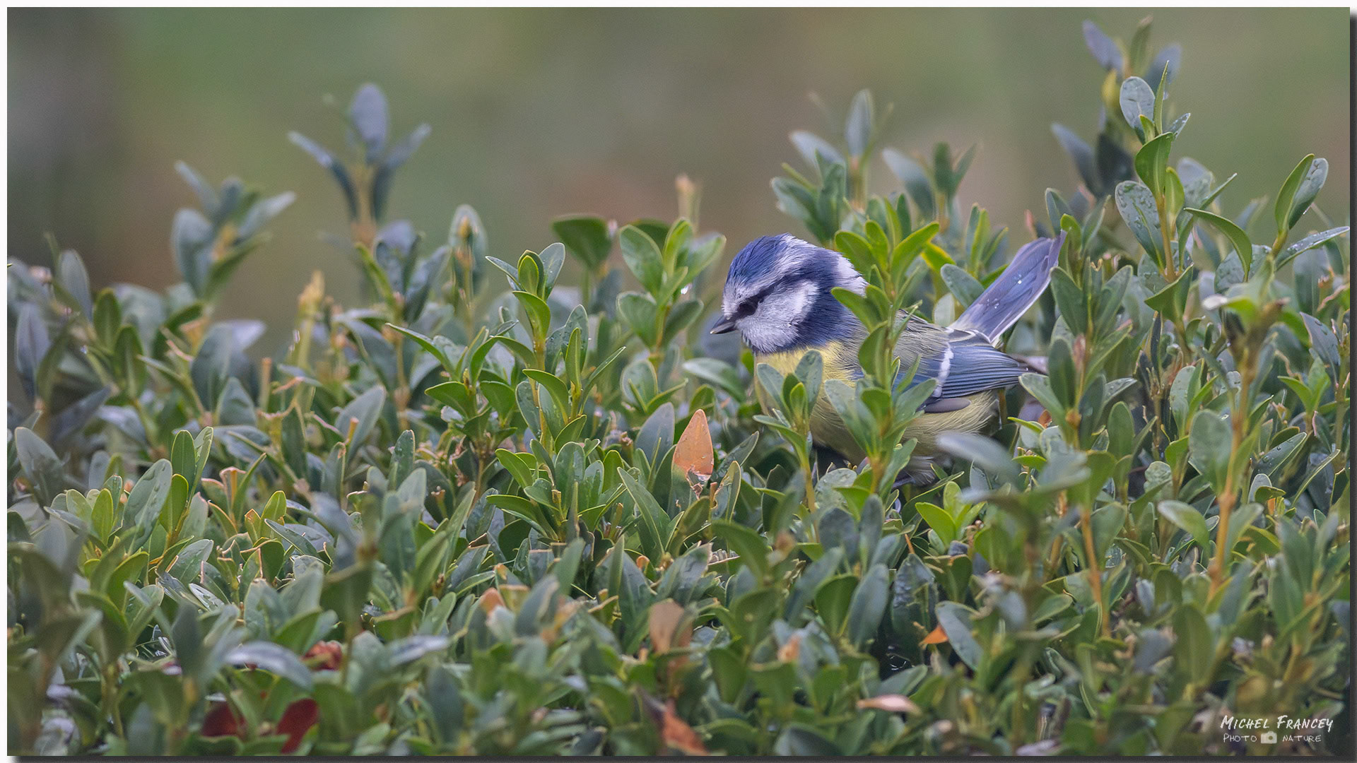 Mésange bleue