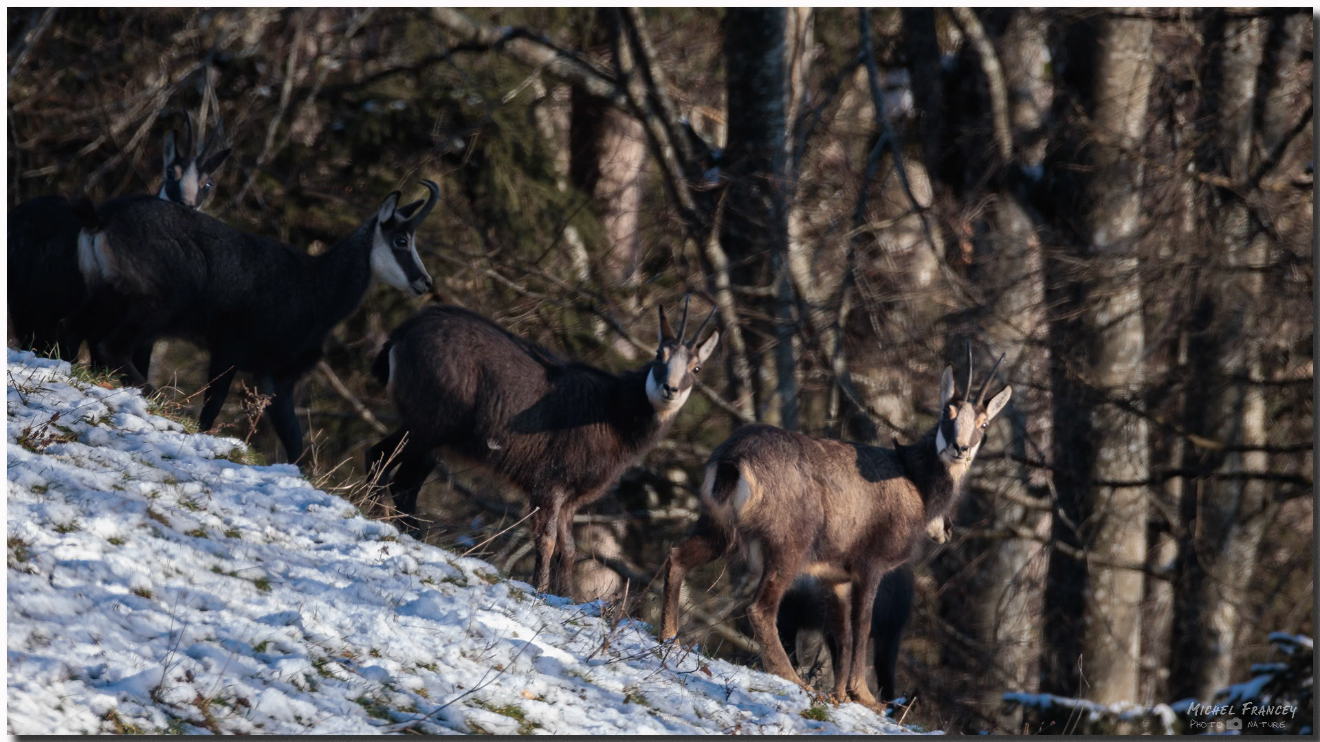 Chamois