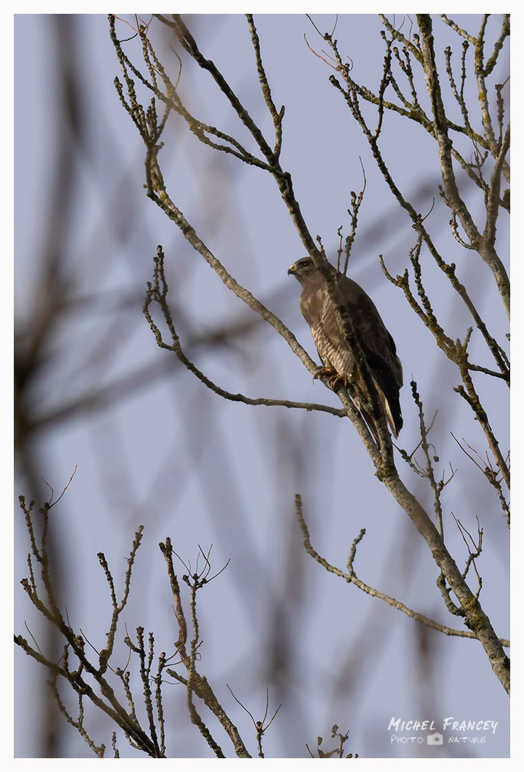 Buse Variable