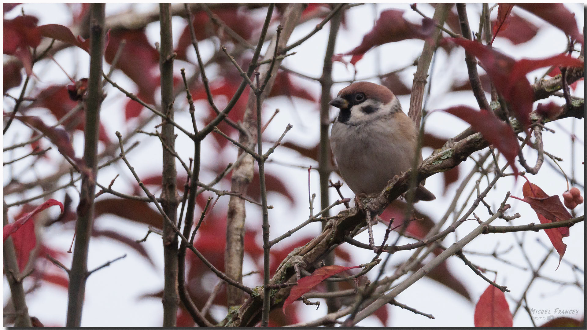 Moineau friquet