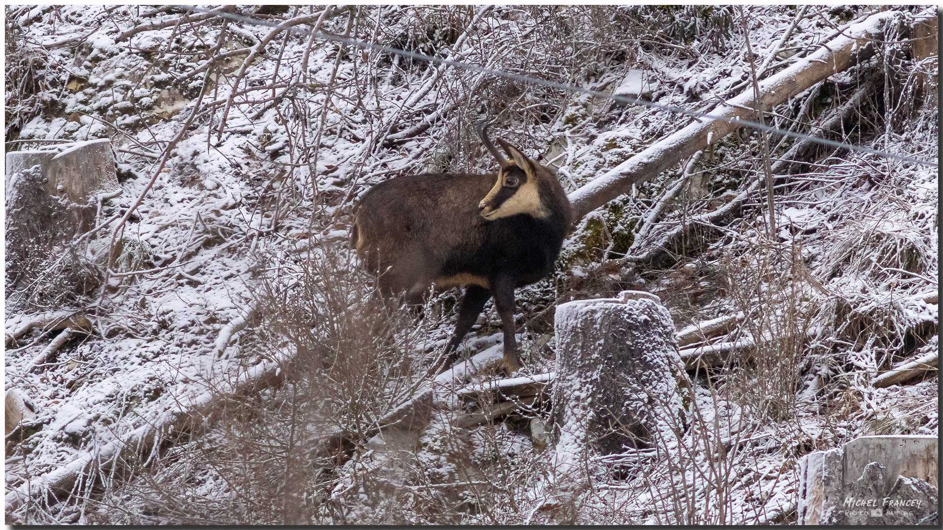 Chamois