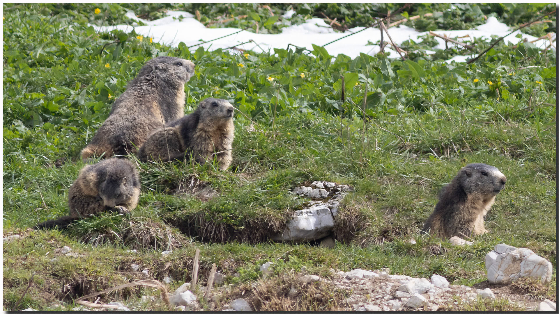Marmottes