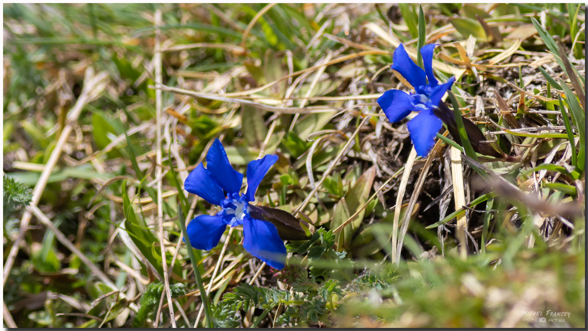 Gentianes de printemps
