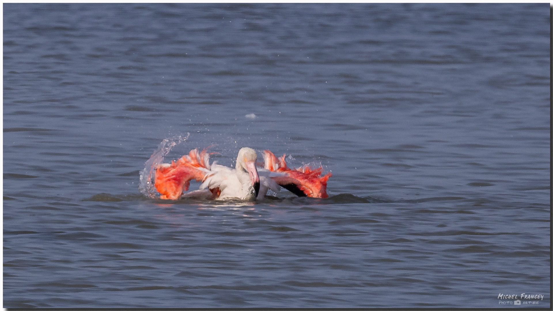 Flamant rose