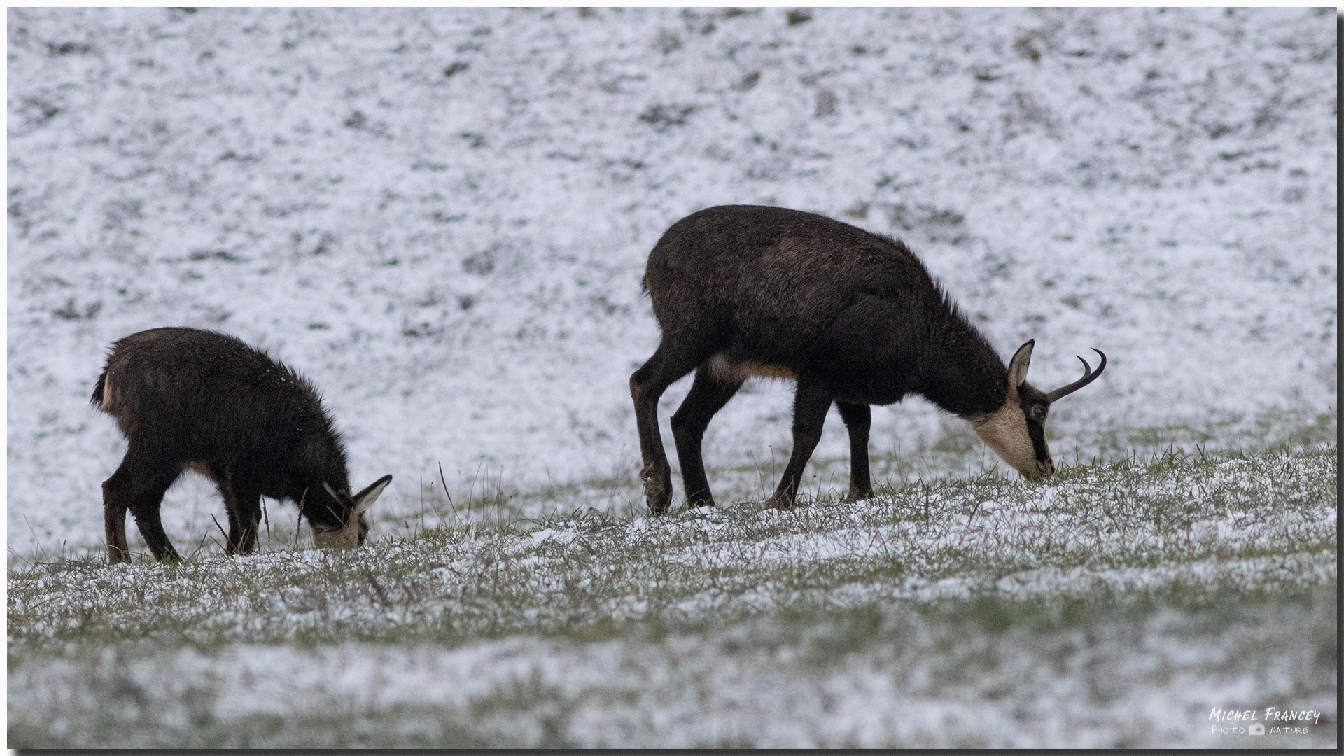 Chamois