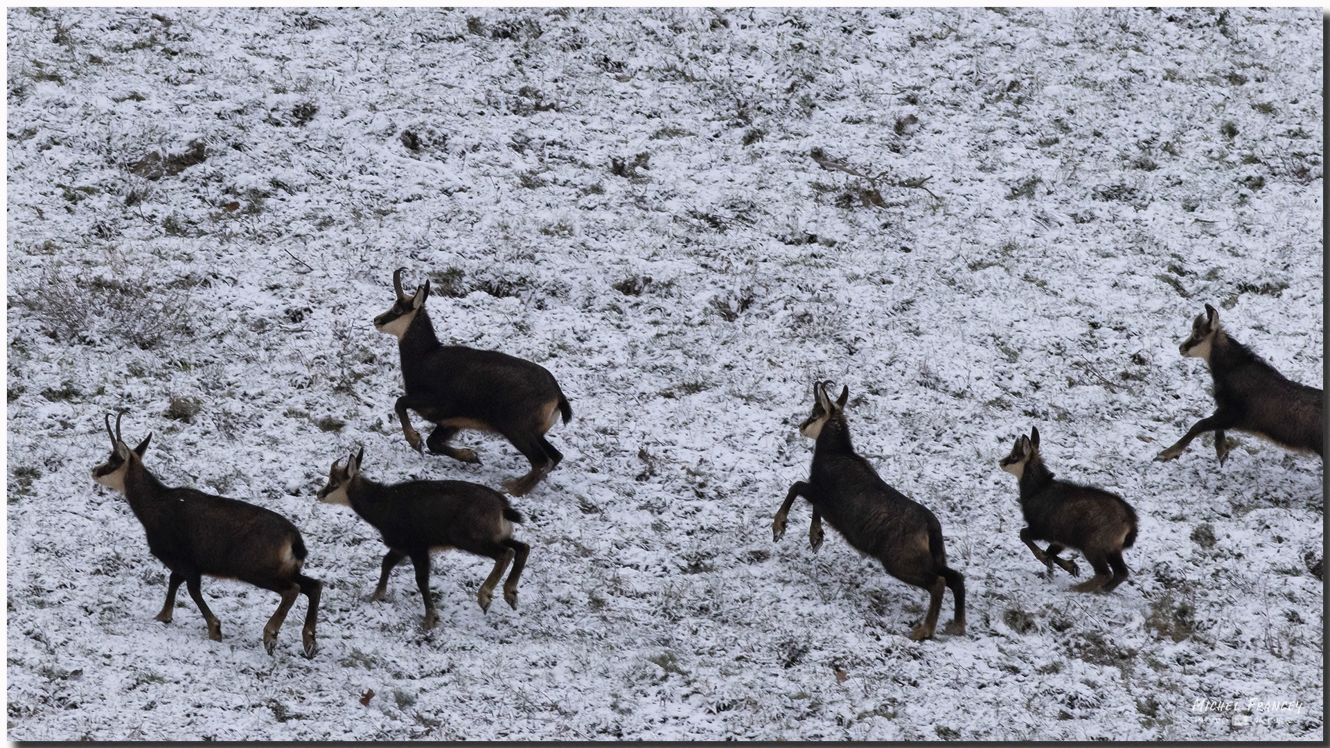 Chamois