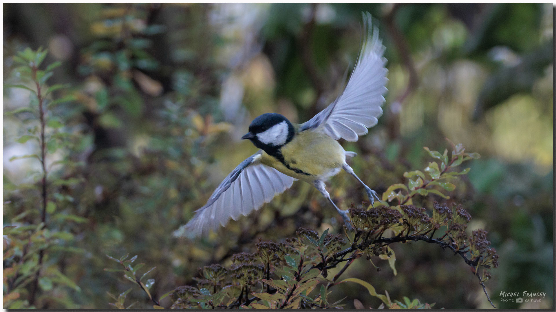 Mésange charbonnière